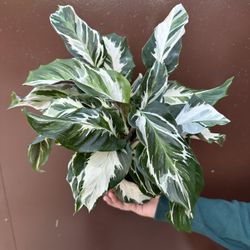 6” Rare Calathea Stella