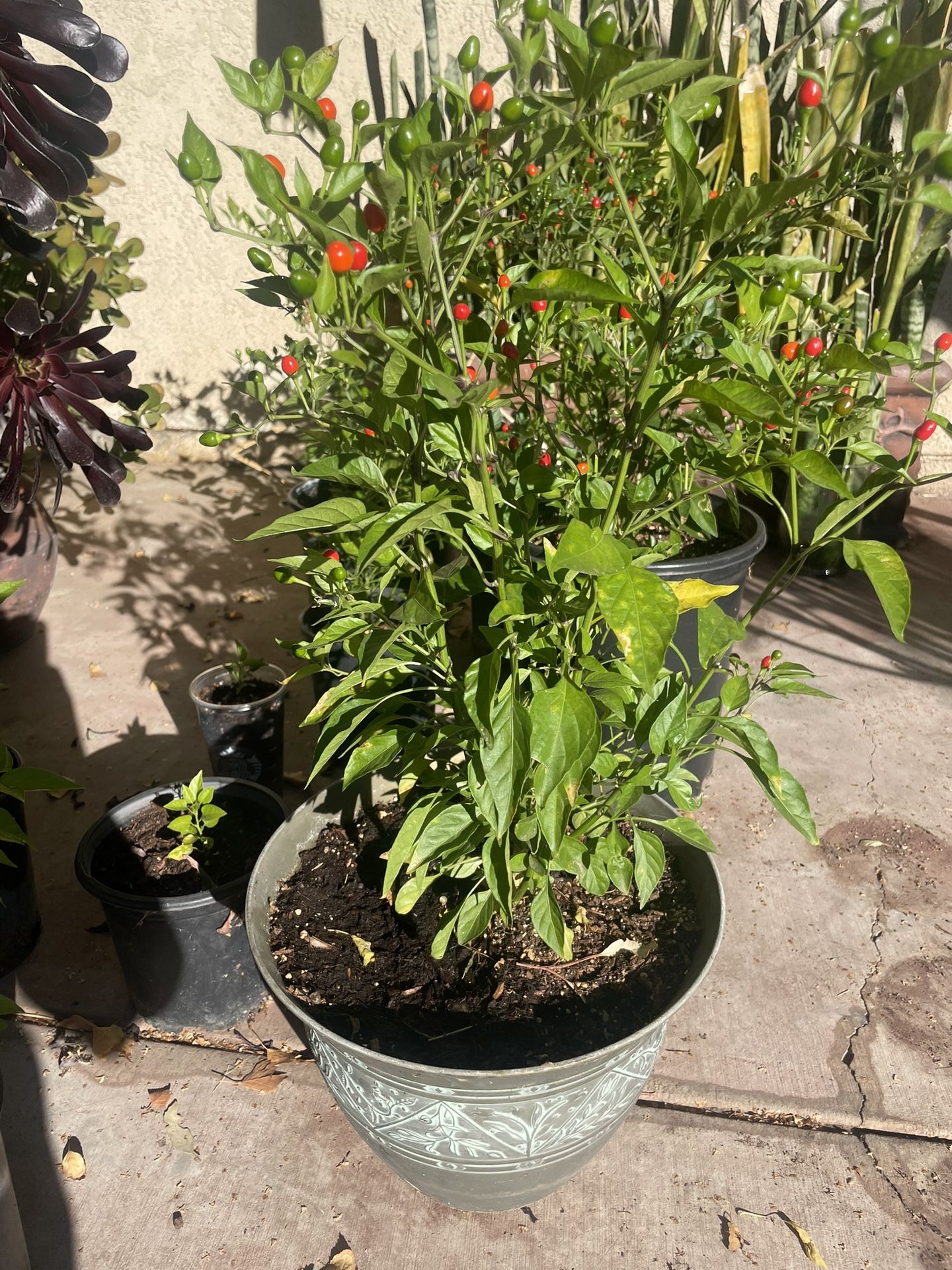 Chile CHILTEPIN Plants For Sale!!