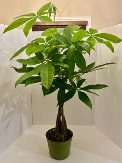 Money tree A