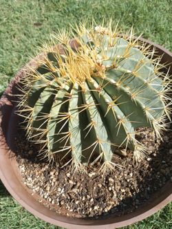 Cactus Mediano.