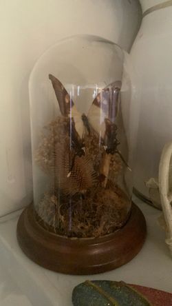 Butterfly Taxidermy Glass Dome Display
