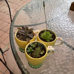 Succulents