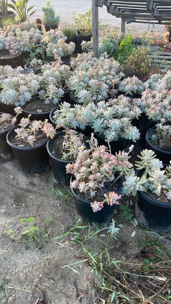 Succulents 