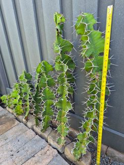 Cow's Horn Euphorbia cuttings $5-$15