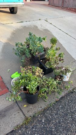 Free plants