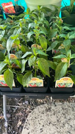 Thai Hot Pepper, 4 inches pot