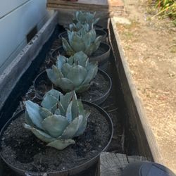 Young Agave , Replanted Into Little Barrel Pots 