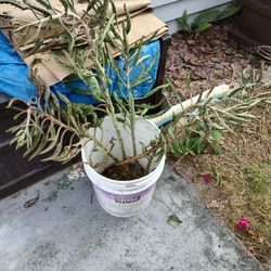 PLANTS - Mother Of A Thousand Babies 