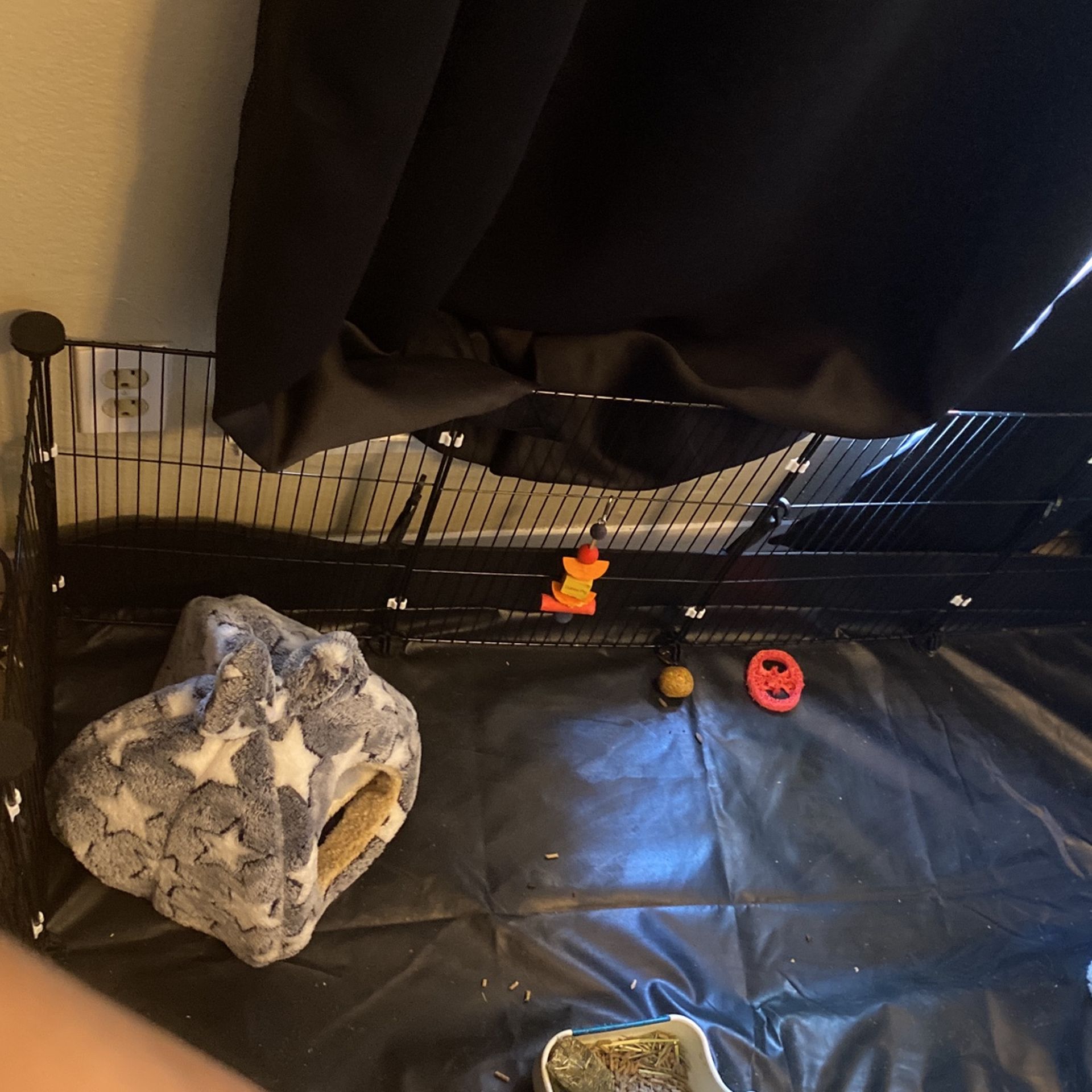 Free Guinea Pig with cage and attachments