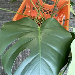 Monstera not pot in bag not rooted 