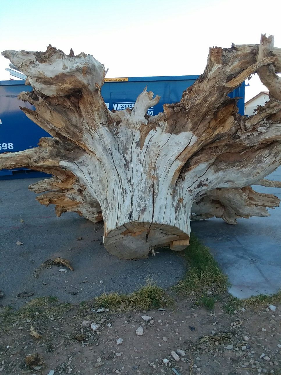 VERY LARGE TREE STUMP
