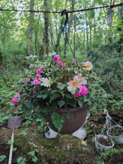 Hanging Flower basket