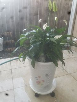 Flowers for Mothers Day