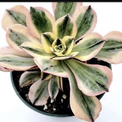 SUNBURST "SUNBURST" SUCCULENT PLUS MORE $4 EACH