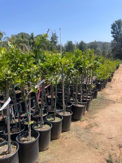 5 Gallon Size- Fruiting Age- Citrus Trees