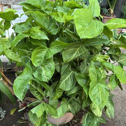 Syngonium Starlite Variegated Indoor Plant 