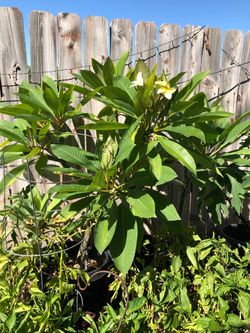 Plantas  Hawaiian