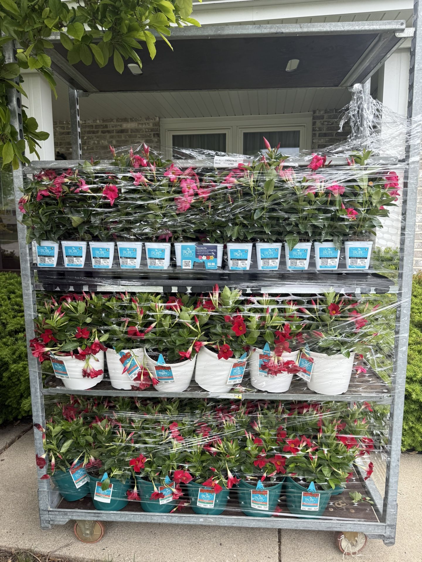 BOGO FLOWERS