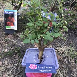 Rose Bushes/live Plants