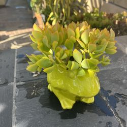 Cactus, Succulents And Plants For Sale. 