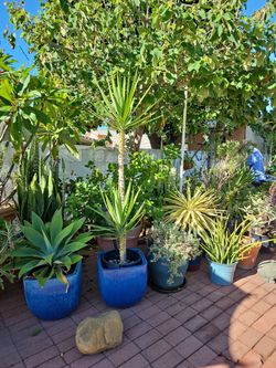 Yucca 2 branches one is aboutv 6 ft tall the other is 2 ft tall in black 1m5 gallon pot