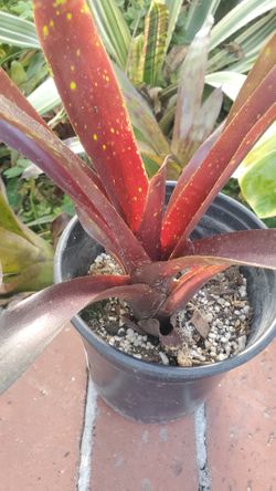 Bromeliads Variety Tropical Plants Prices Vary
