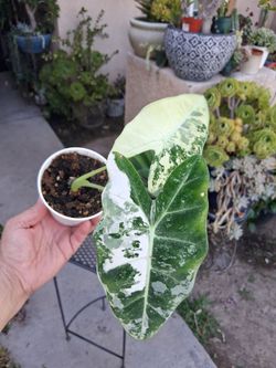 Alocasia FRYDEK Variegated Plant $15