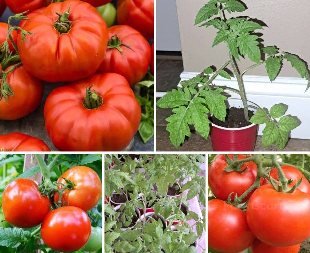 Tomato Plants:Big Boy, Beefsteak, Better Boy And Red Apple Tomato.  Each Plant $4 Or 2 Plants In Pot For $7