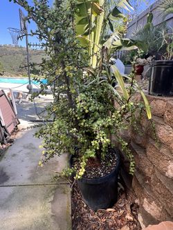 Huge Elephant Ear Bush