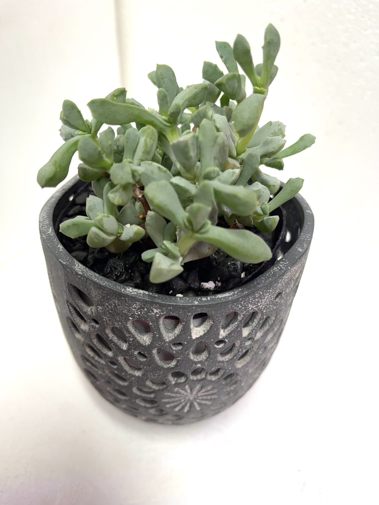 Succulent Pink Ice House Plant In Cute Pot 4”H.
