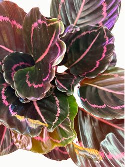 Large Black Dottie Calathea Plant - 6inch