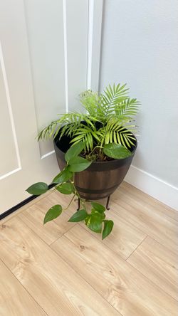 Gorgeous mixed plant pot : pothos+ palm, comes with the small plant stand