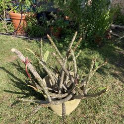 **$5 to $10** Cuttings of Pink Plumeria | Frangipani Ready to Be Potted 