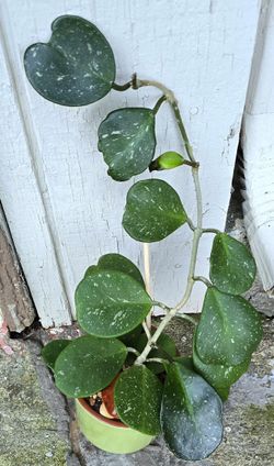 Potted Hoya Obvata Splash 