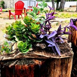 Succulents on raw wood pot. About two feet long, two and a half