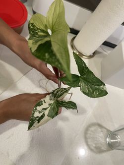 FS: Syngonium Albo Plant Cuttings 🌱 Variegated Garden *Rooted