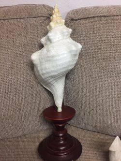 Shell 🐚 decoration