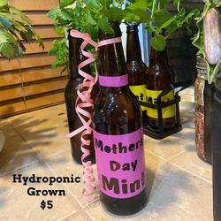 Mint Plant Hydroponic Grown