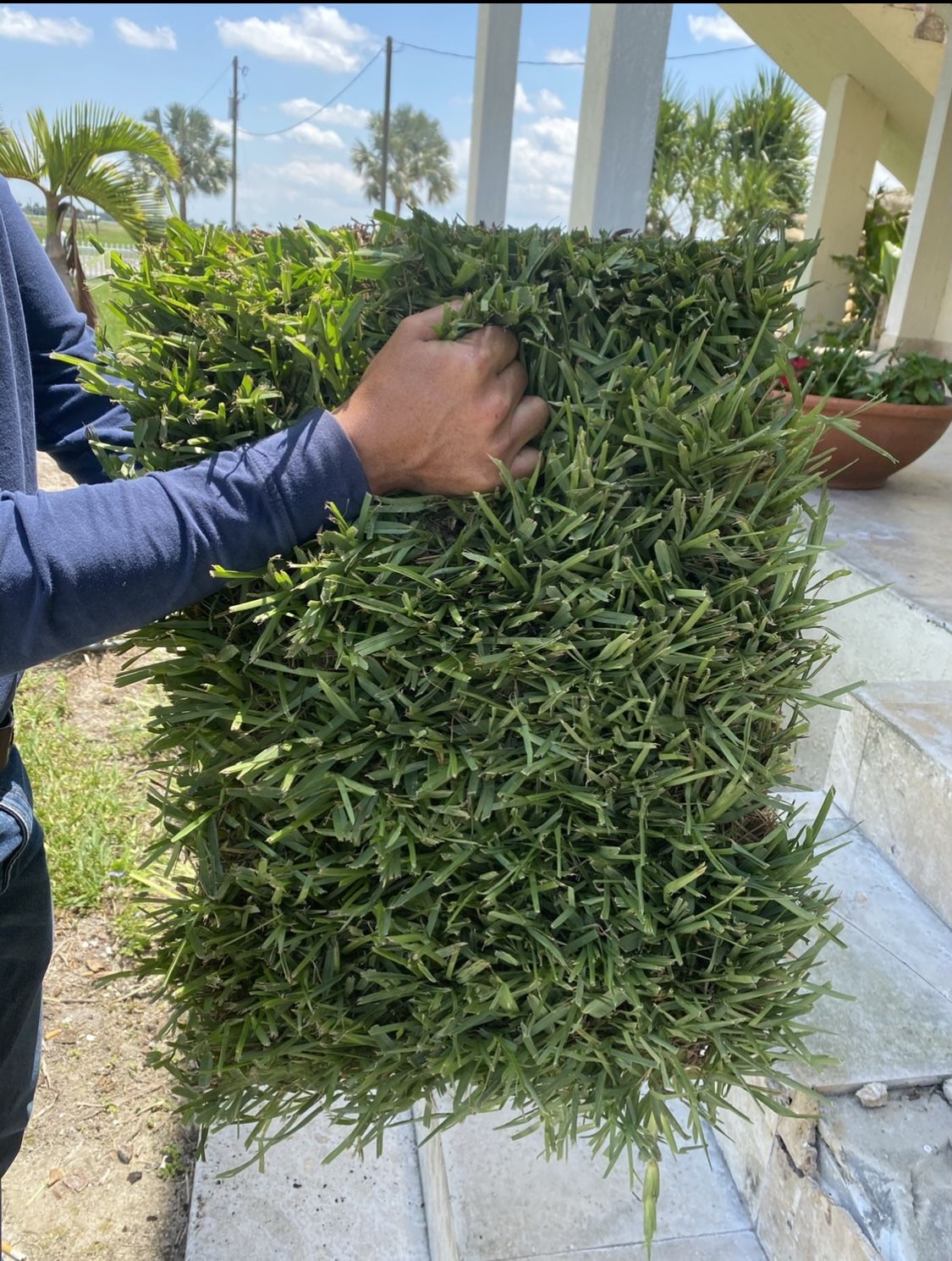 Fresh Cut St. Augustine Sod!