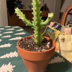 Euphorbia Trigona (Variegated) 🪴 
