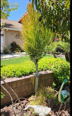 Tree shaped euphorbia Fire bush stick plant succulent