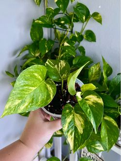 Plant Sale
