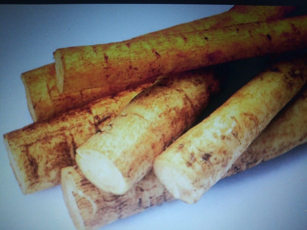 Fresh Burdock Root