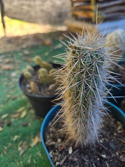 6" Cactus
