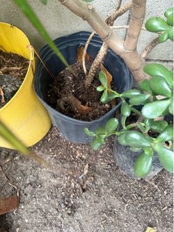 Potted garden plants