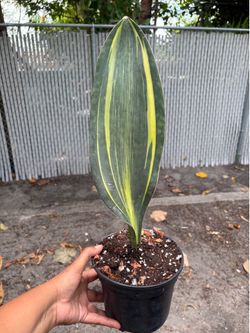 Sansevieria whale fin variegated