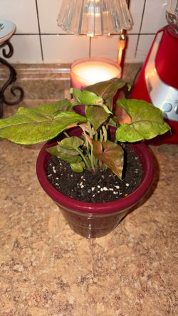 Arrow head indoor plant