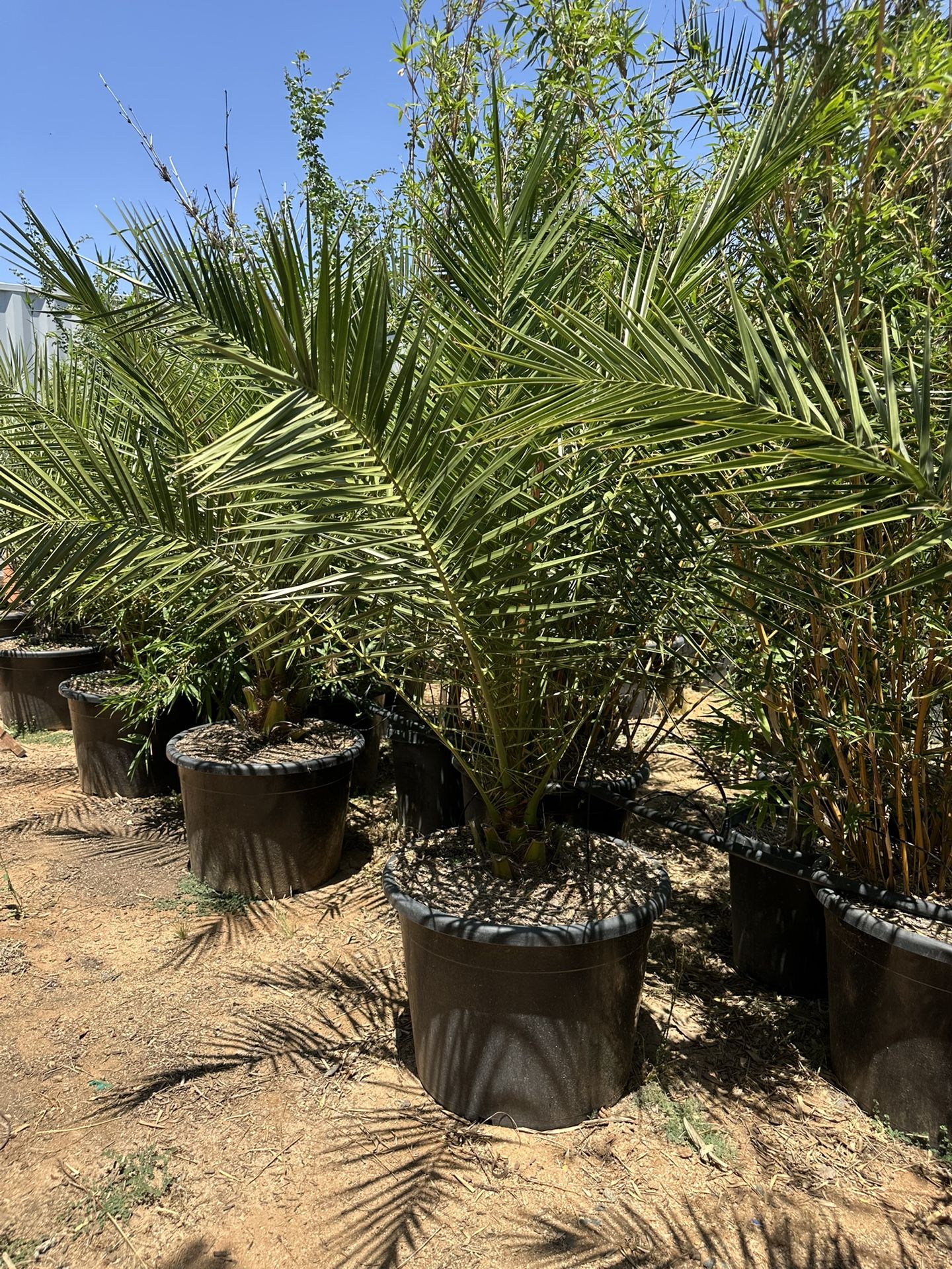 Phoenix Canariensis Date palm , Canary Date Palm tree