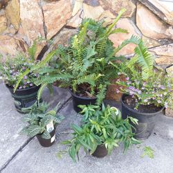 Flowerpot Plants Fern Hedera Helix Fittonia