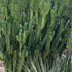 Cactus, Palms , Succulents And More!